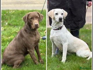 Labrador Retriever dogs Labrador Adult KC Females, Health Tested - Advert 17