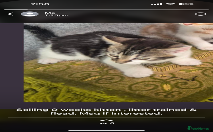 Mixed Breed cats - Advert 5