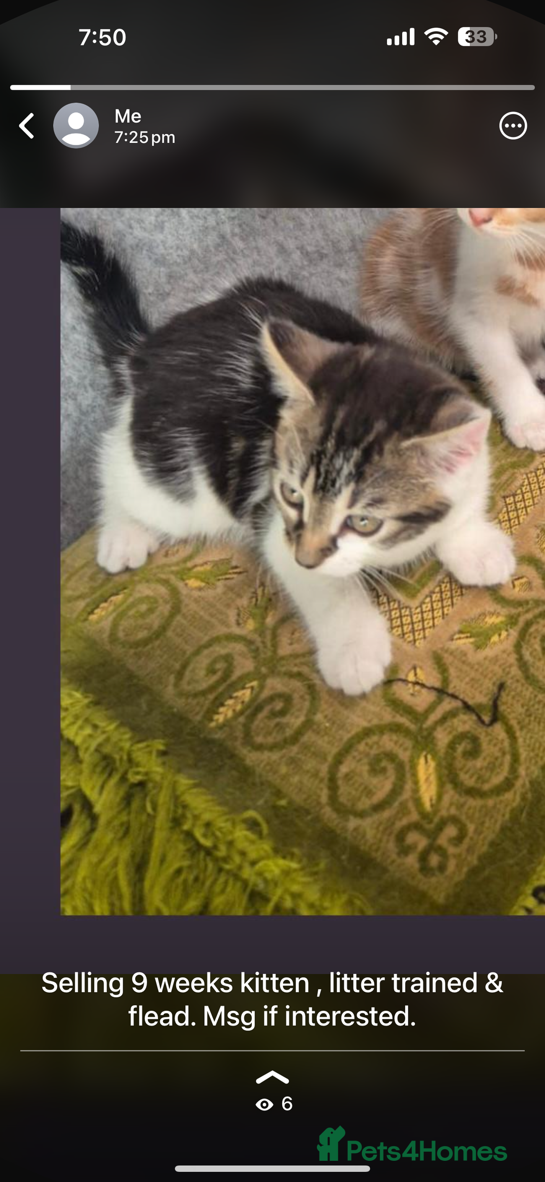 Mixed Breed cats for sale: Female 9 weeks friendly kitten  - Image 1