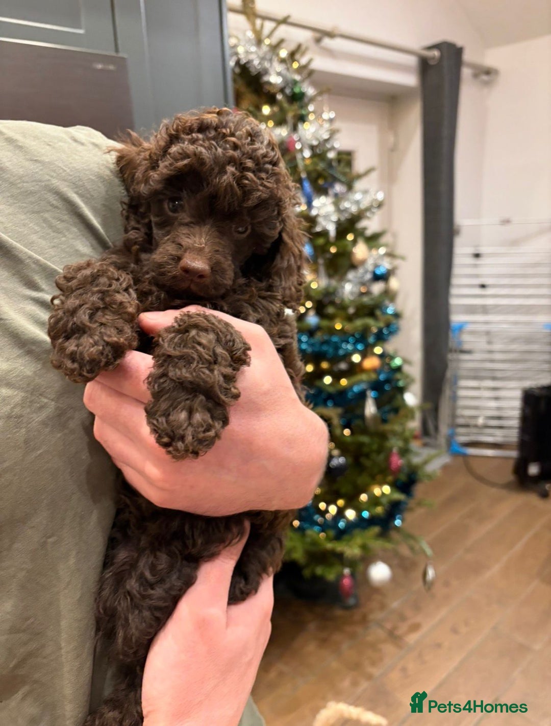 Miniature Poodle dogs for sale: 2 Boys left-KC Registered.Ready to leave next week - Advert 7