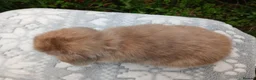 Mini Lop rabbits for sale: Stunning pure bred mini lop male baby rabbits RTR - Advert 3