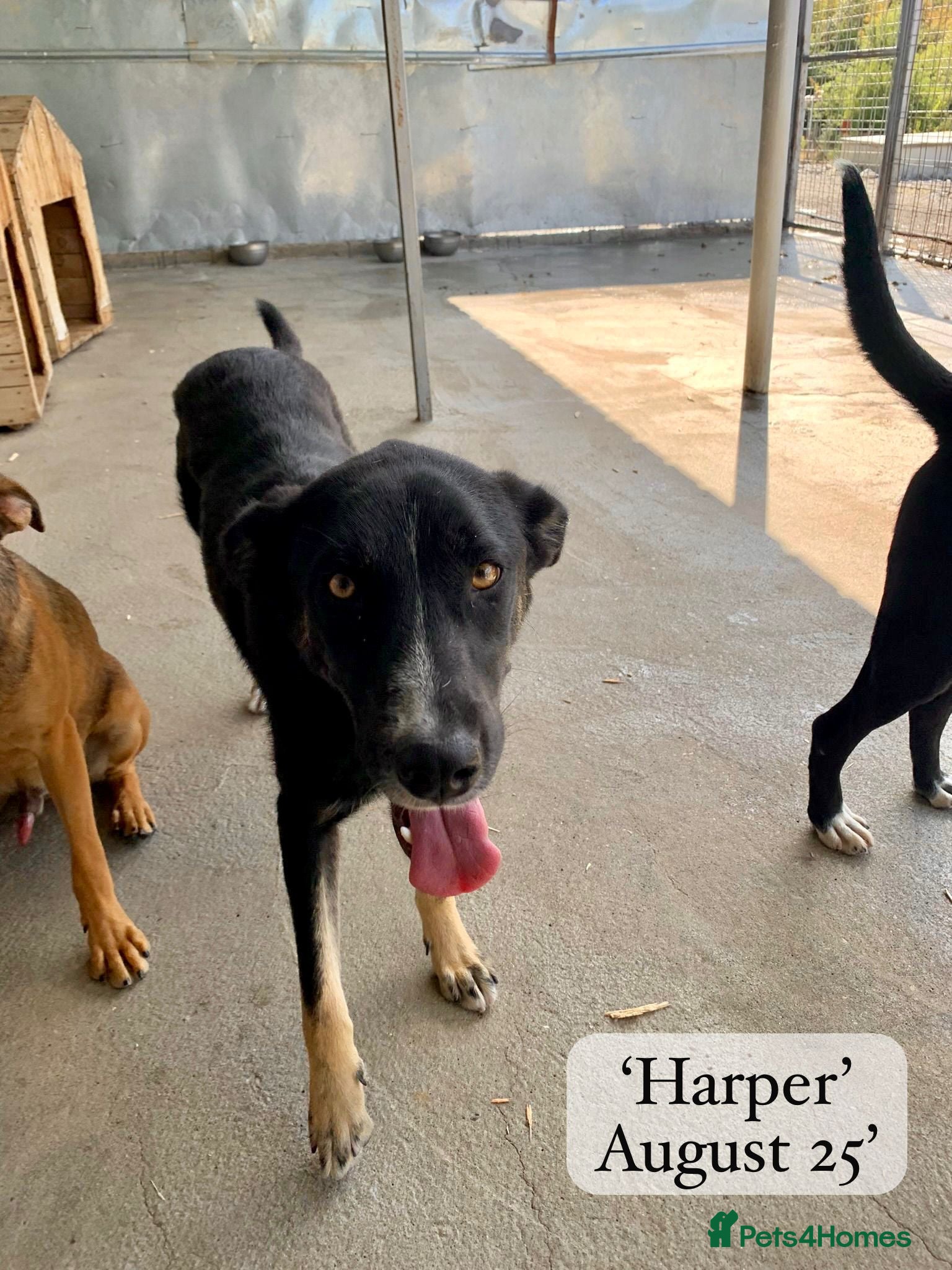 Mixed Breed dogs Harper, 2 yrs old approx. Available for adoption. - Advert 24