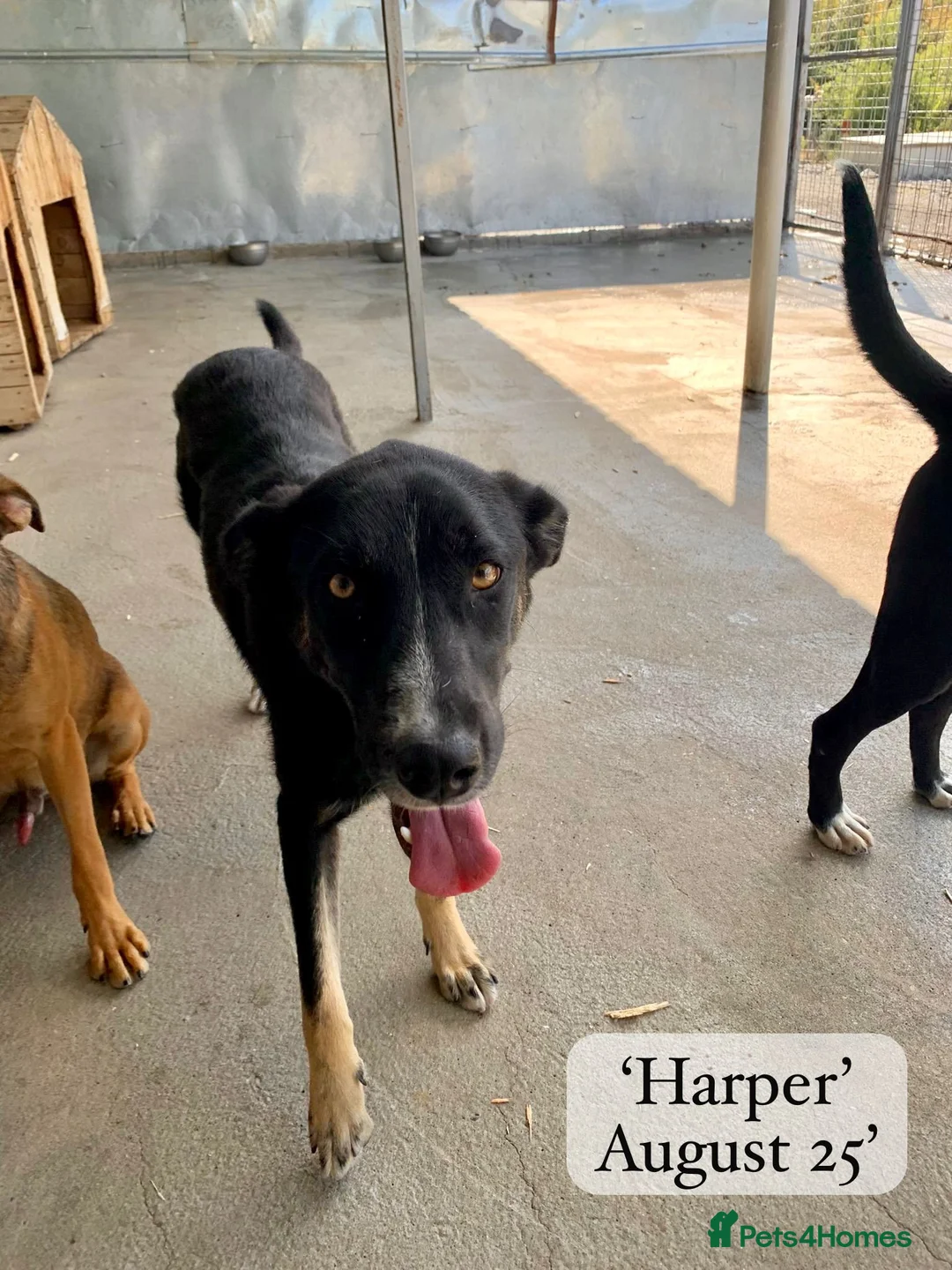 Mixed Breed dogs for adoption: Harper, 2 yrs old approx. Reserved STC. - Advert 1