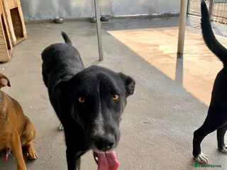 Mixed Breed dogs Harper, 2 yrs old approx. Available for adoption. - Advert 24