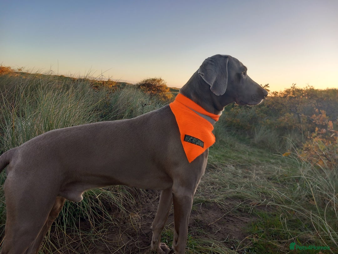 Weimaraner dogs for stud: Athletic Weimaraner to stud - Advert 2