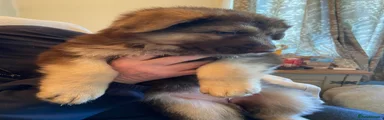German Shepherd Puppy 2
