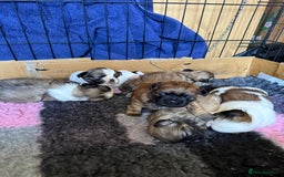 Malshi dogs for sale: Beautiful Shih tzu x Malshi puppies  - Image 6