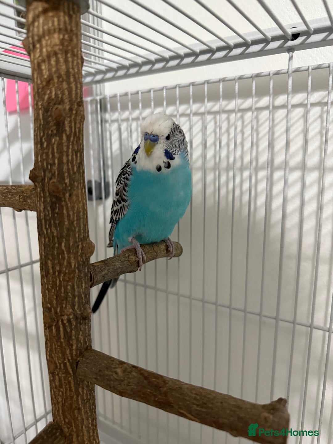 Budgerigars birds for sale: 6 Male Budgies. Tame/ semi-tame. OPEN TO OFFERS - Image 4