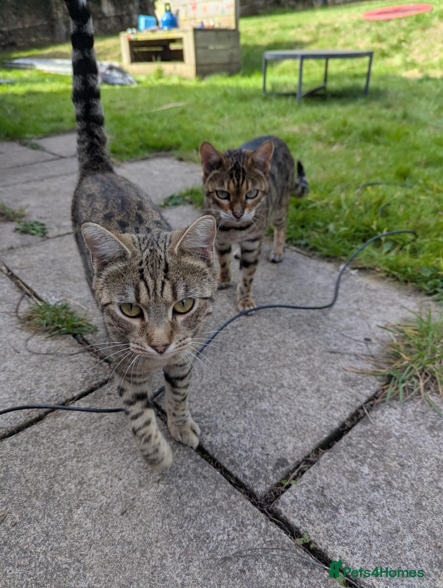 Bengal cats Bengals x 2  - Advert 1