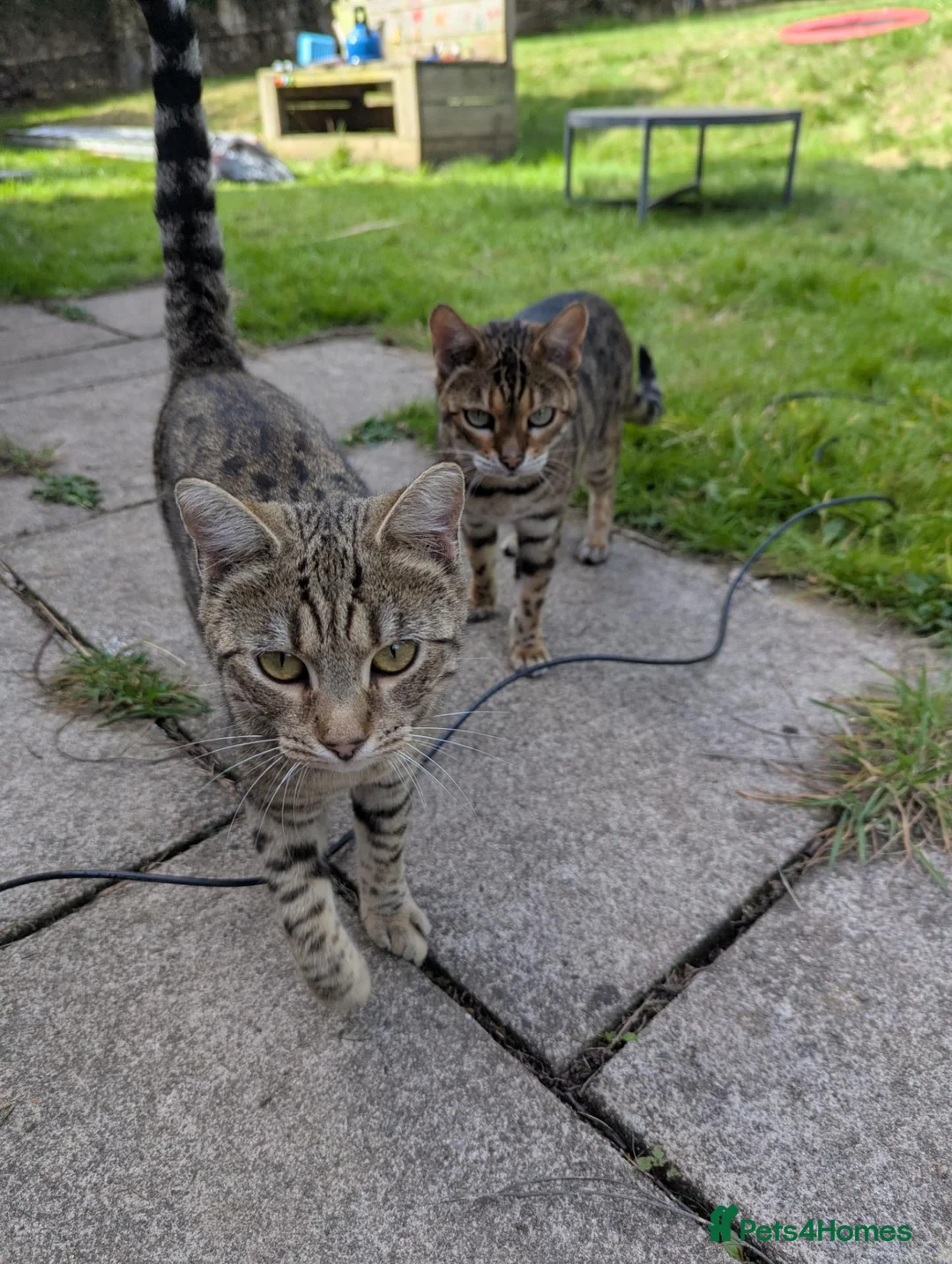 Bengal cats for sale: Bengals x 2  - Advert 1