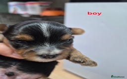 Yorkshire Terrier dogs for sale: Full pedigree Yorkshire terrier  - Image 2