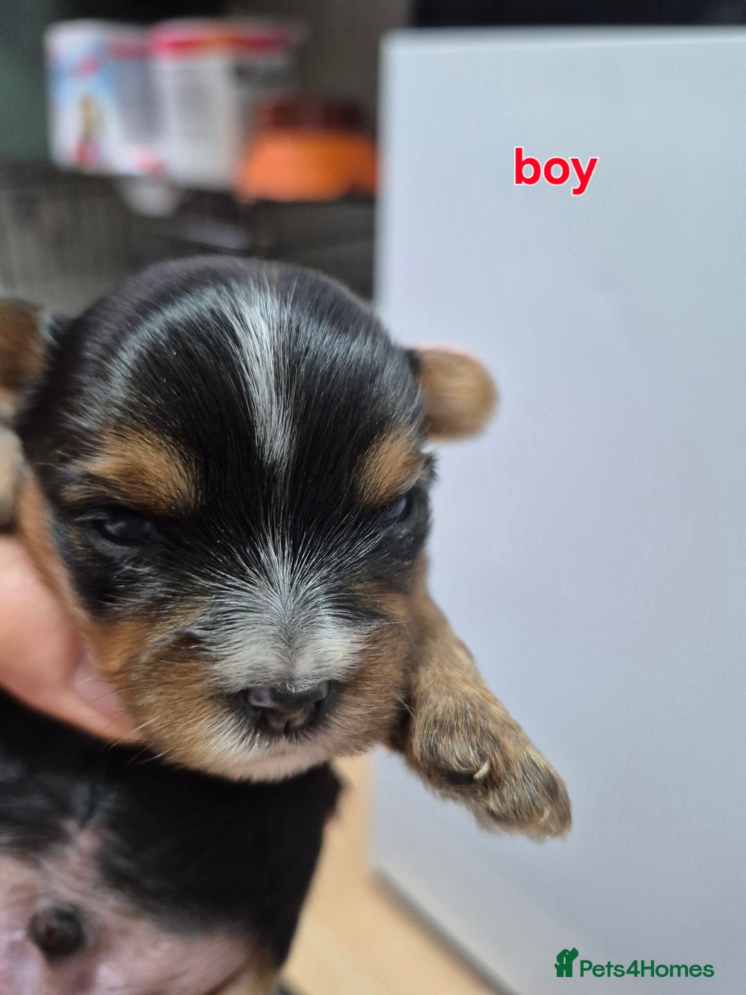 Yorkshire Terrier dogs for sale: Full pedigree Yorkshire terrier  - Image 2