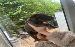 Great Dane dogs for sale: Champion Great Dane puppies for sale - Image 15