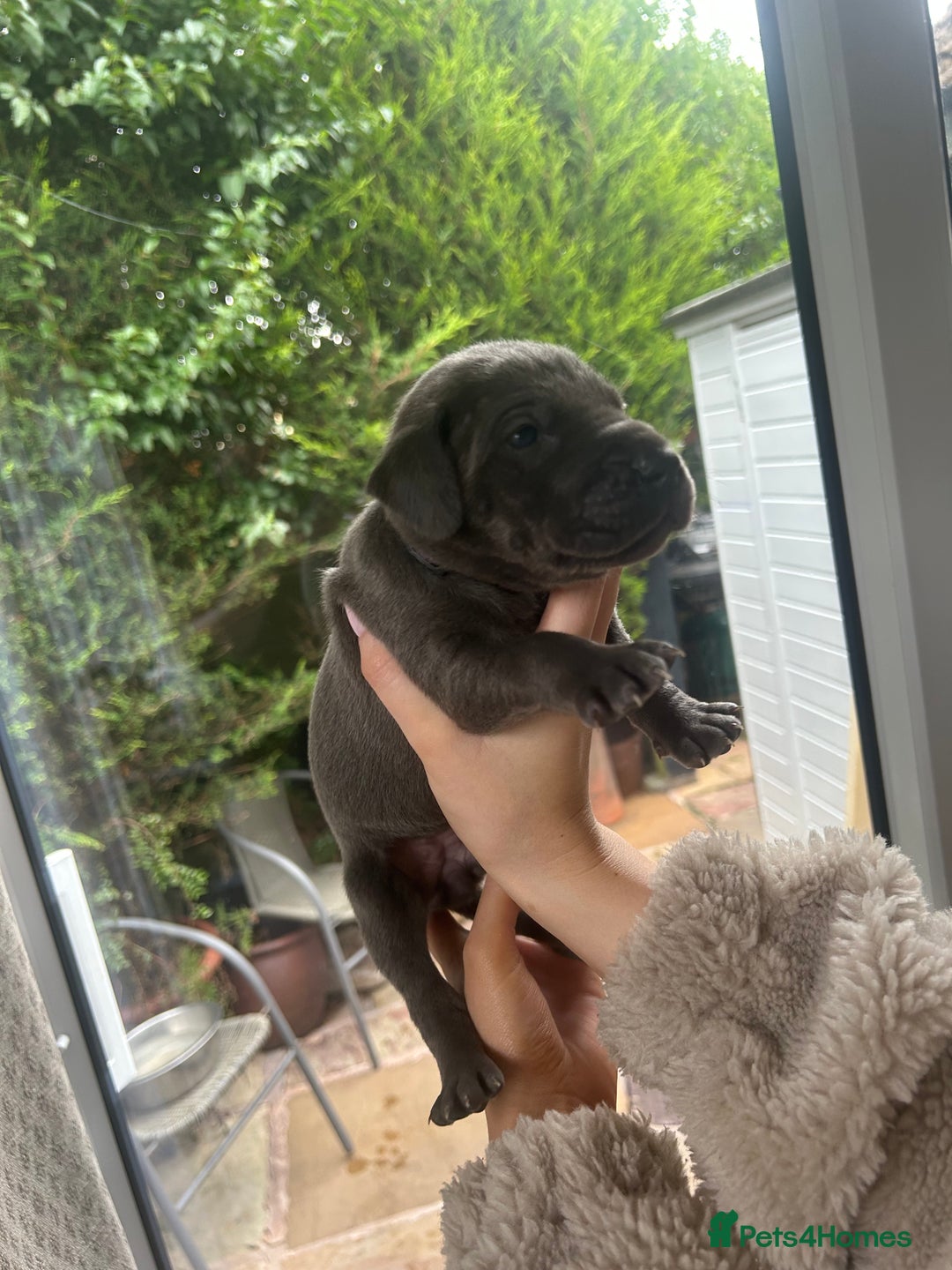 Great Dane dogs for sale: Champion Great Dane puppies for sale - Image 15