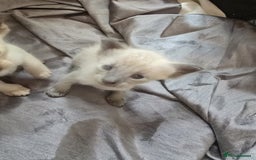 Siamese cats for sale: Traditional Siameses Only 2 available to reserve - Image 9