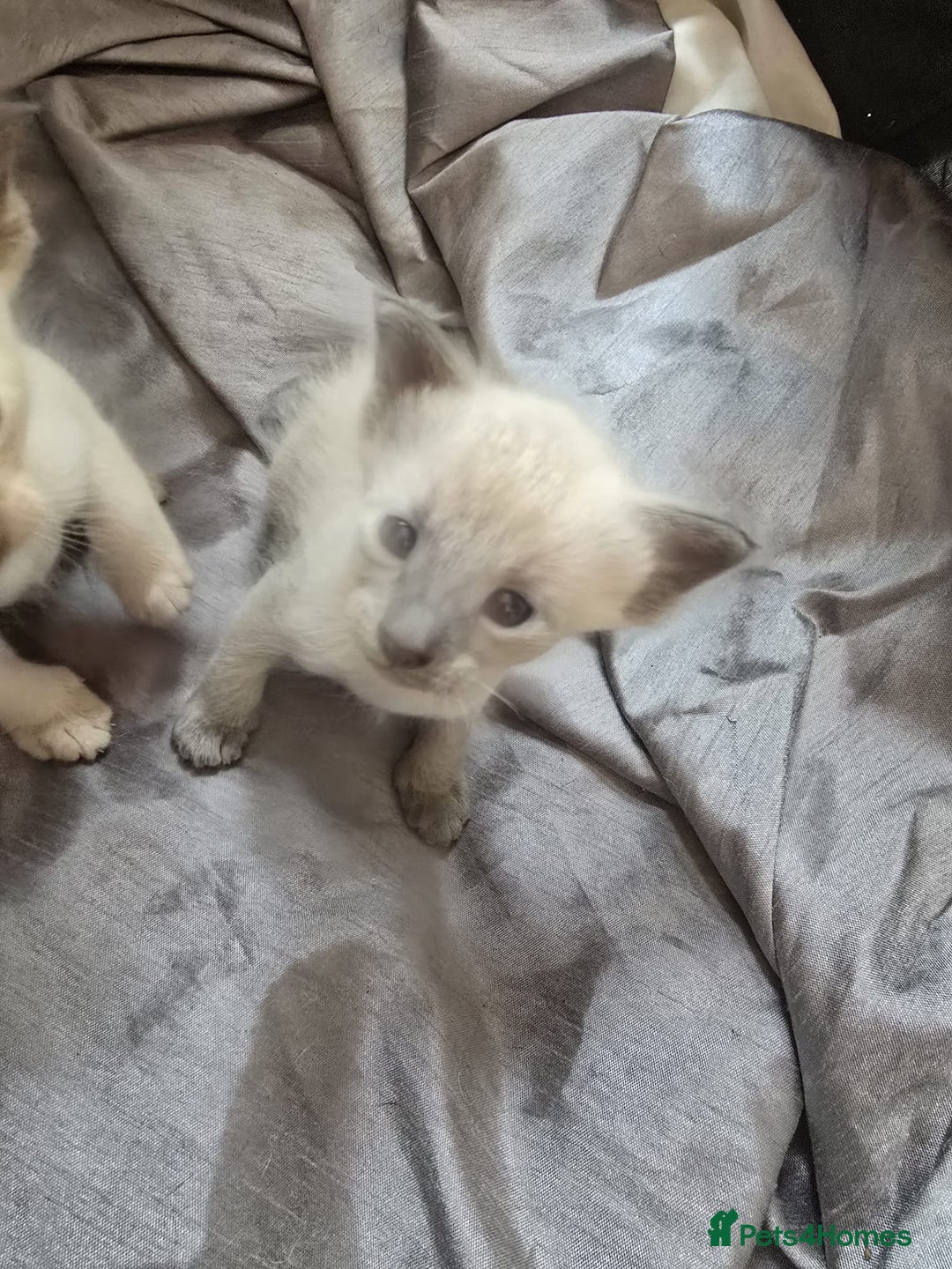 Siamese cats for sale: Traditional Siameses Only 2 available to reserve - Image 9