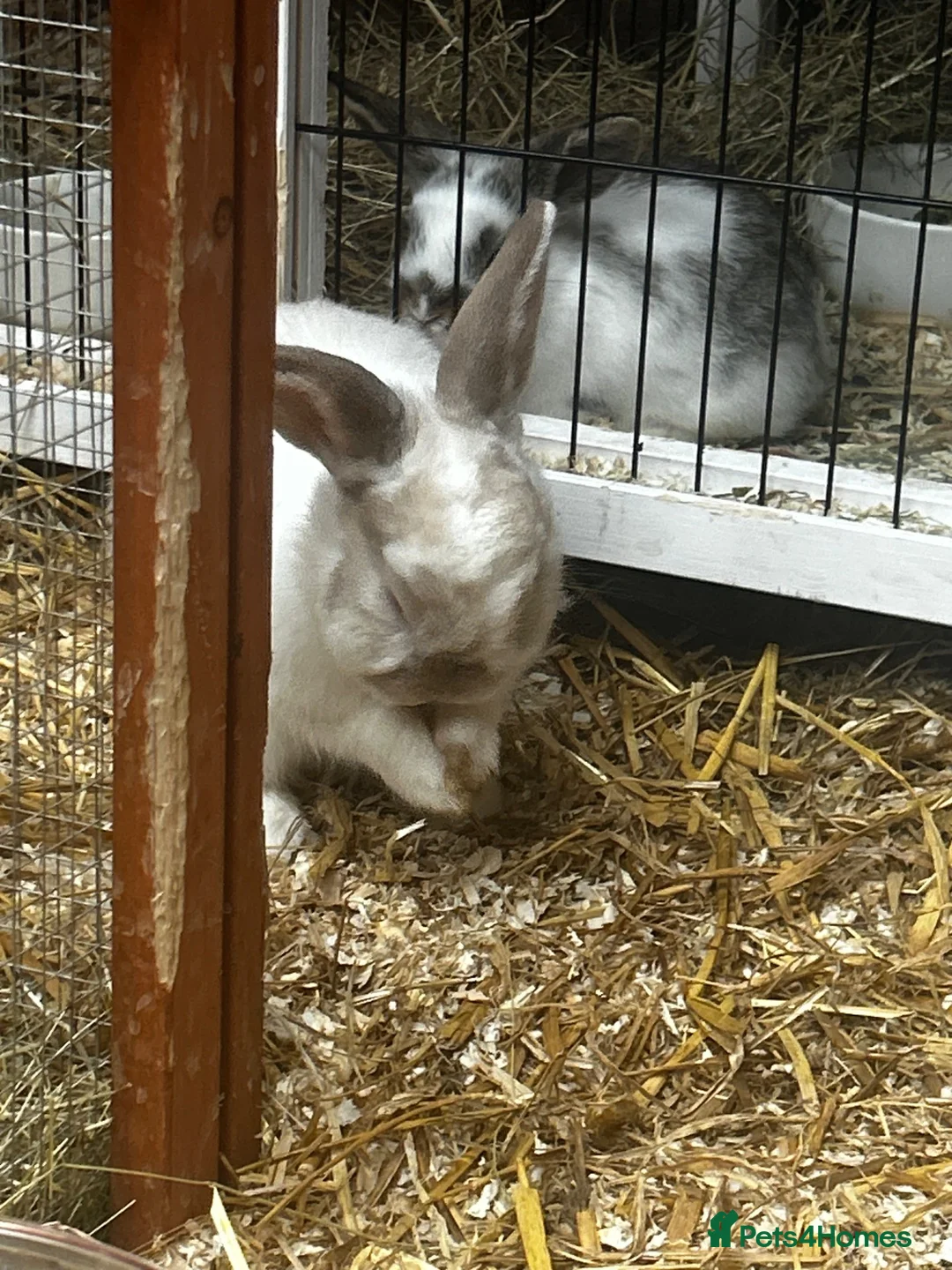 Mixed Breed rabbits for sale: 2 bonded male plush lops - Advert 2