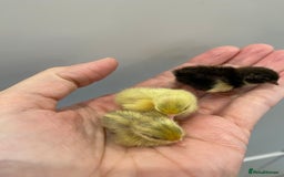 Quail poultry for sale: Beautiful Button Quail Chicks (CPQ, King) - Image 2