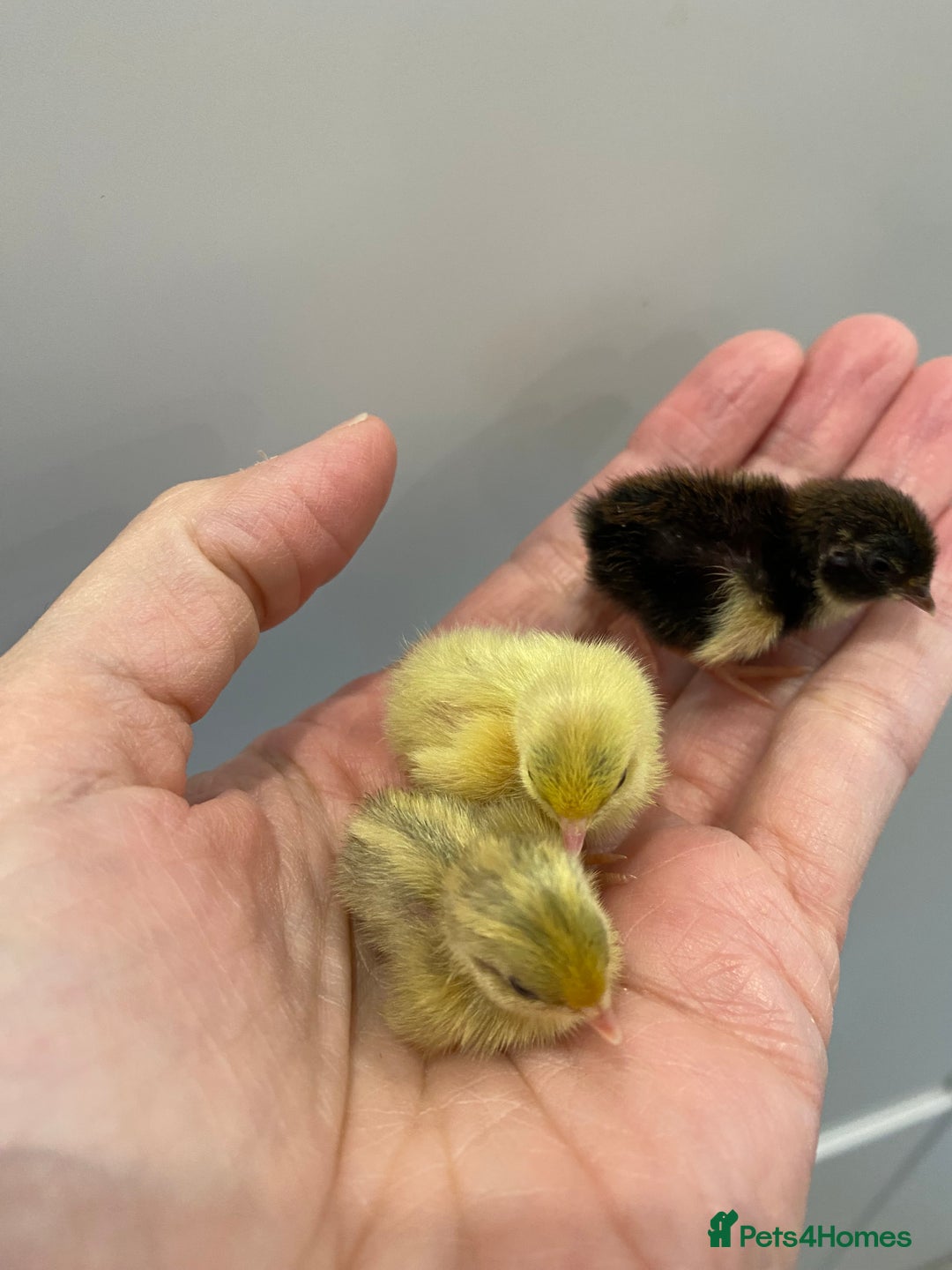 Quail poultry for sale: Beautiful Button Quail Chicks (CPQ, King) - Image 2