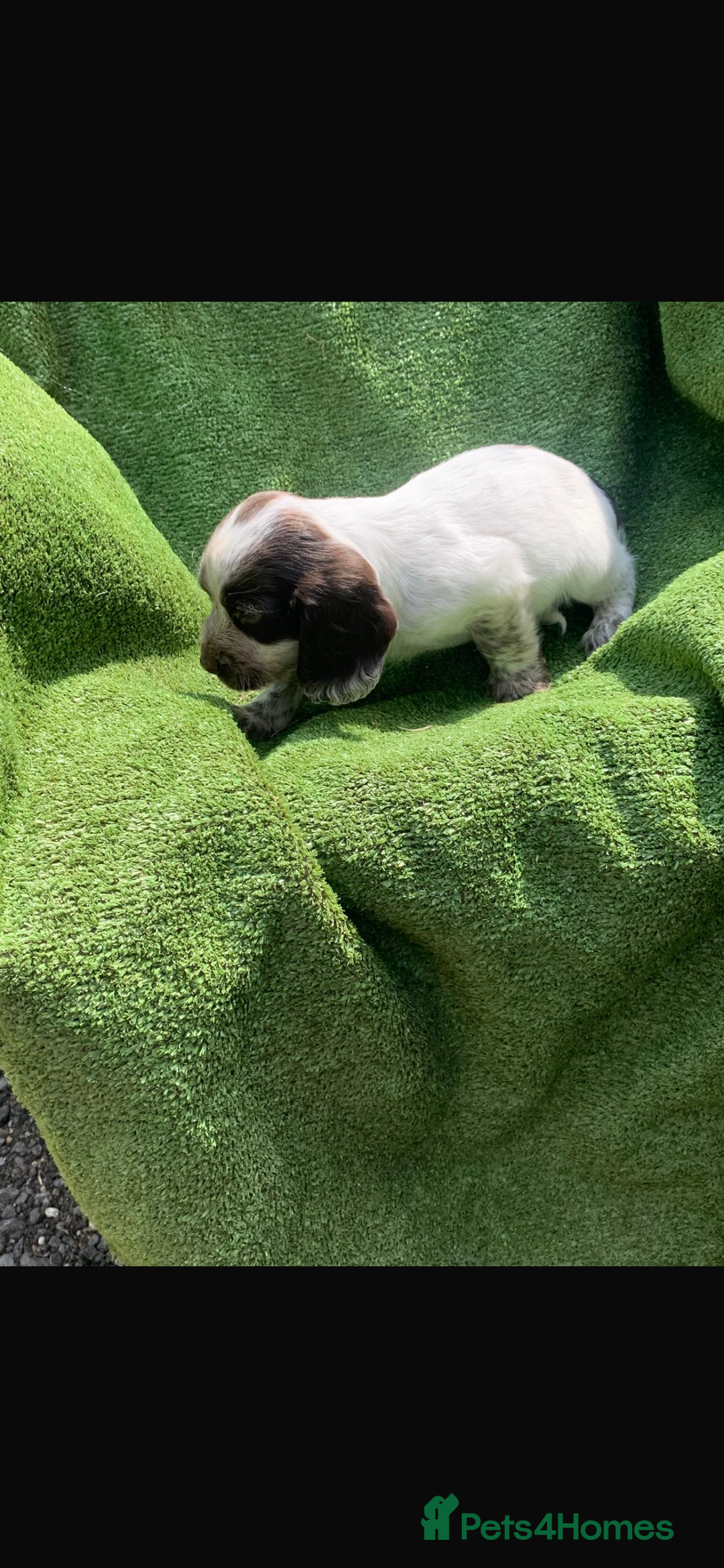 Cocker Spaniel dogs for sale: Cocker spaniel puppies only 2 left!  - Image 6