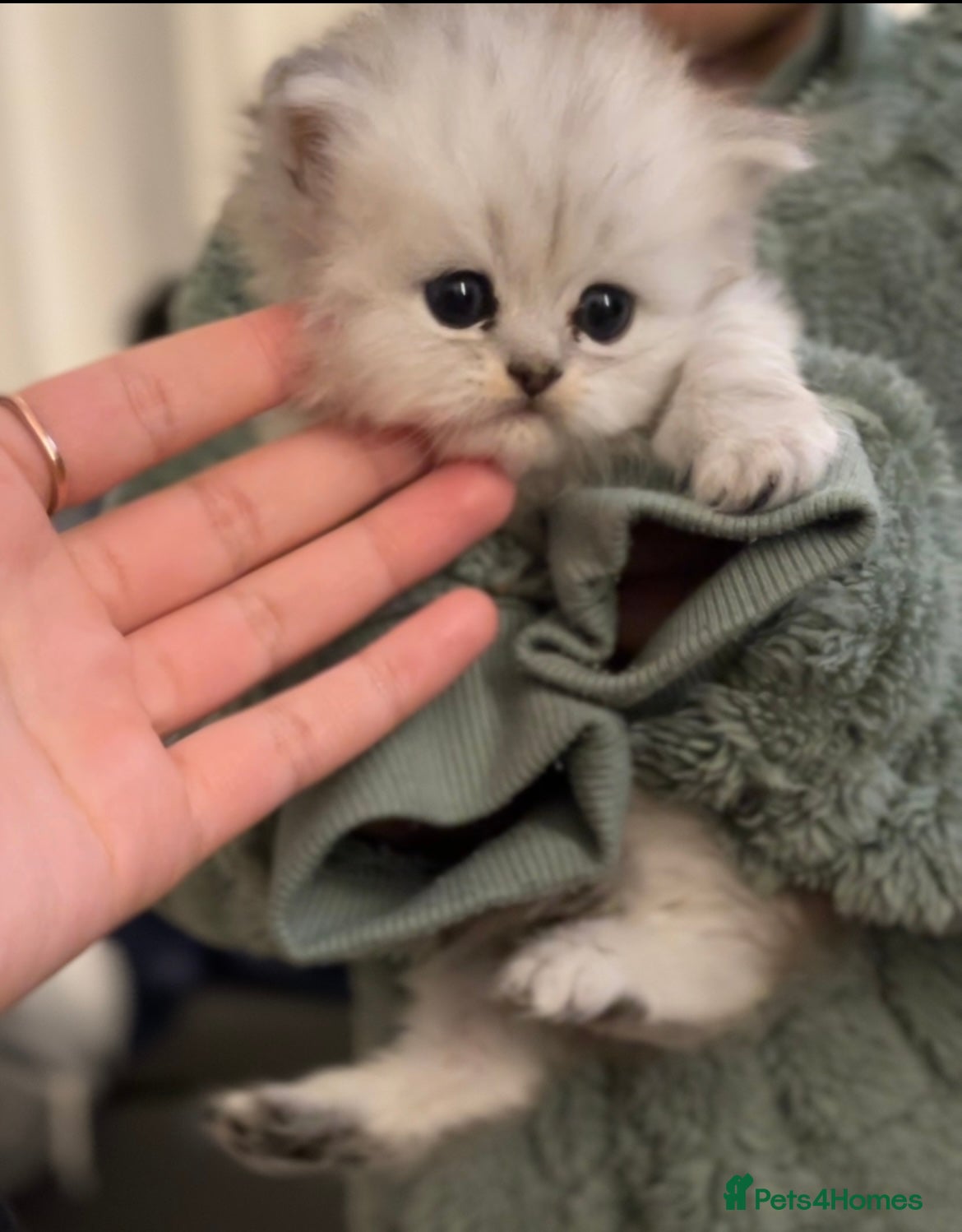 Persian cats Persian Kittens - Advert 4