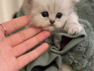 Persian cats Persian Kittens - Advert 4