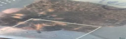 Tarantulas invertebrates for sale: Mexican fire leg - Advert 7