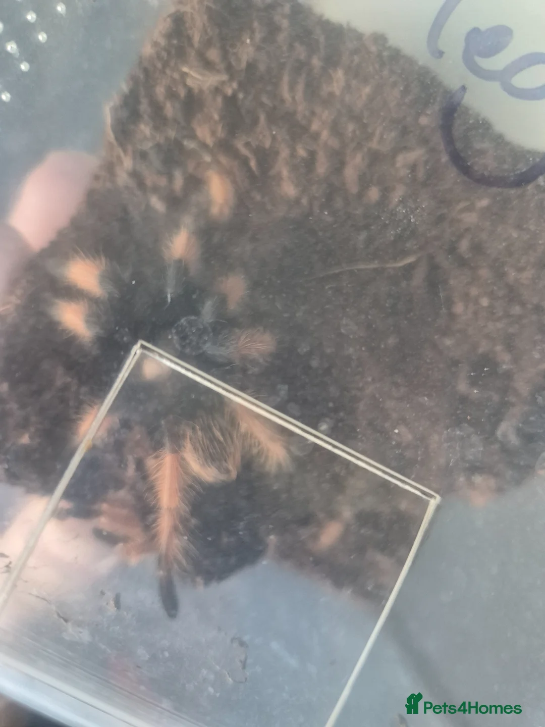 Tarantulas invertebrates for sale: Mexican fire leg - Advert 7