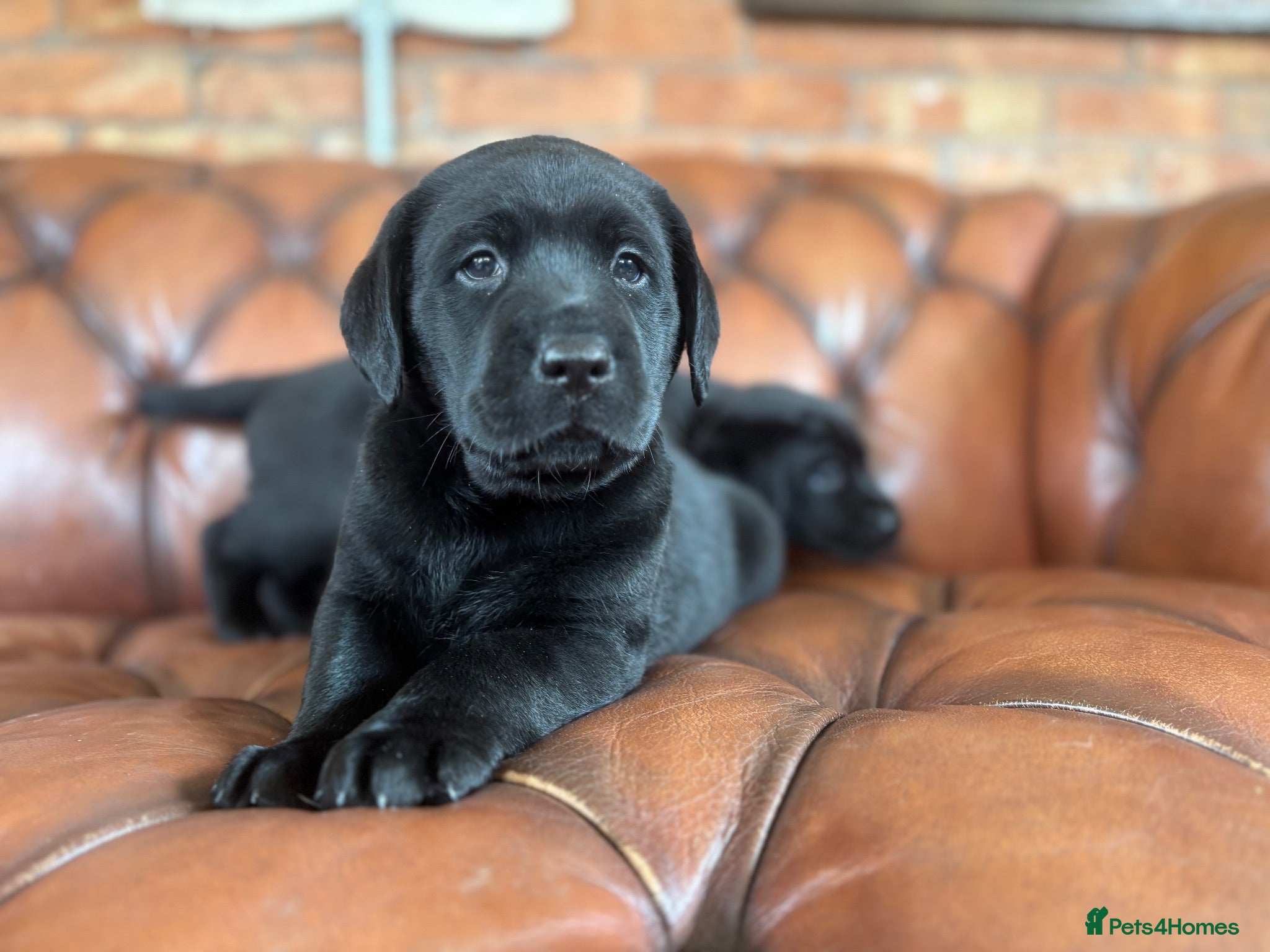 Labrador Retriever dogs Chunky show Labrador Puppies  - Advert 5