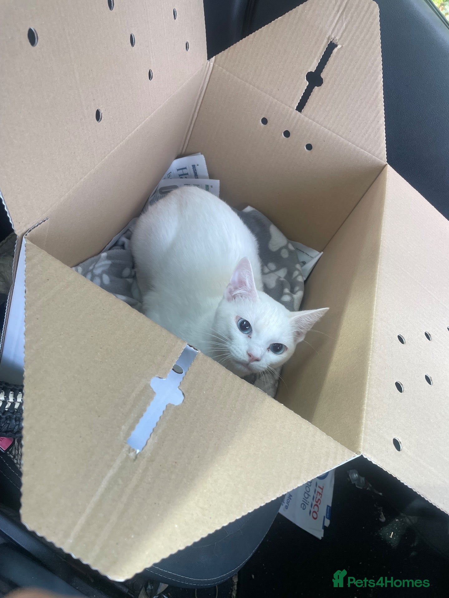 Mixed Breed cats (REHOME)Sphinx cross Siamese boy  - Advert 1