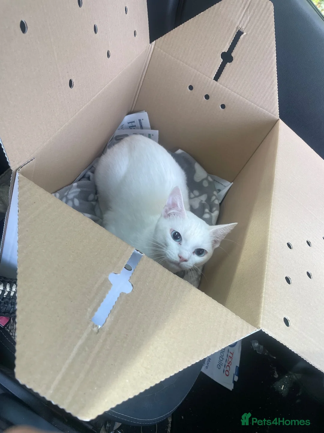 Mixed Breed cats for sale: (REHOME)Sphinx cross Siamese boy  - Advert 1