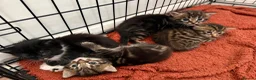 Domestic Shorthair cats for sale: Beautiful little of four - Advert 2