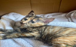British Shorthair cats for sale: 3 kittens available - Image 4