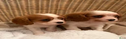 Cavalier King Charles Spaniel dogs for sale: DNA Clear KC Registered Cavalier Kcs Pups - Advert 4