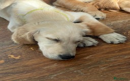 Golden Retriever dogs for sale: KC Registered Golden Retriever Puppies - Image 9