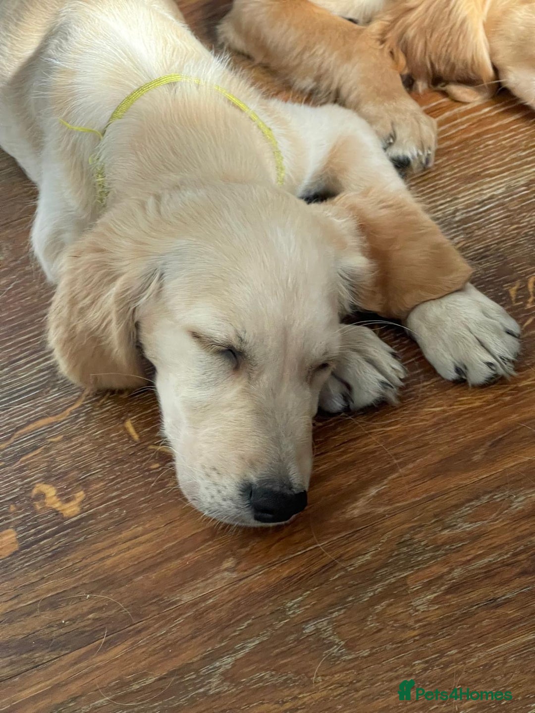 Golden Retriever dogs for sale: KC Registered Golden Retriever Puppies - Image 9