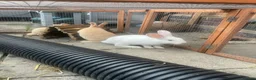 Mini Lop rabbits for sale: X3 Mini Lop Bunnies - Advert 18