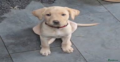 Labrador Retriever dogs - Advert 1