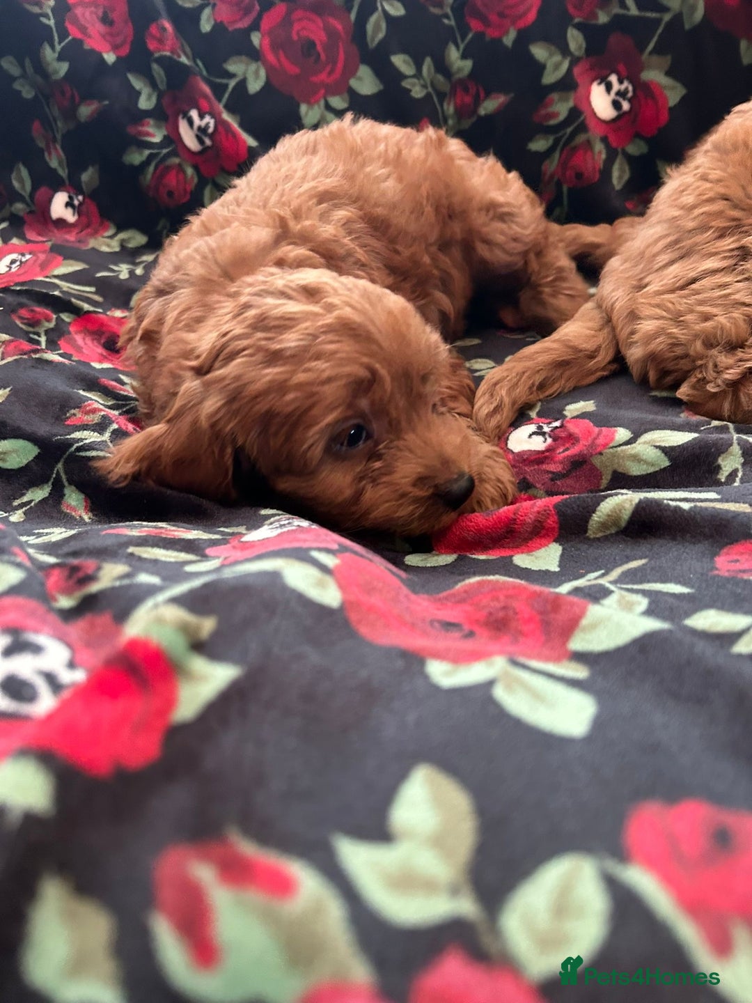 Cockapoo dogs for sale: 💖 Beautiful Red Cockapoo Puppies – Ready Now  - Image 4