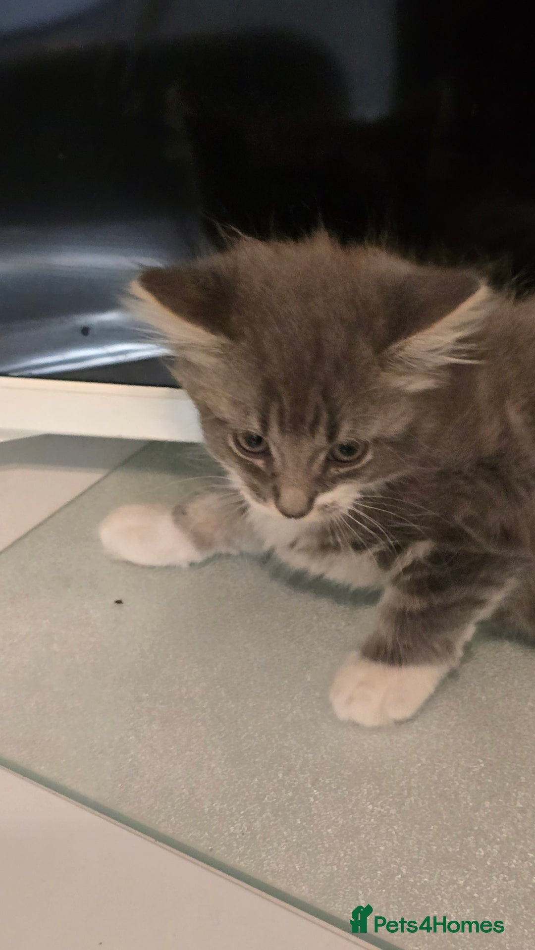 British Longhair cats for sale: Fluffy and Beautiful Kittens Seeking Forever Homes - Advert 7