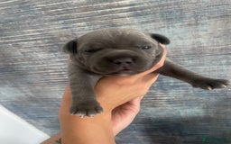 Staffordshire Bull Terrier dogs for sale: Blue Staffordshire bull terrier kc registered ❗️ - Image 25