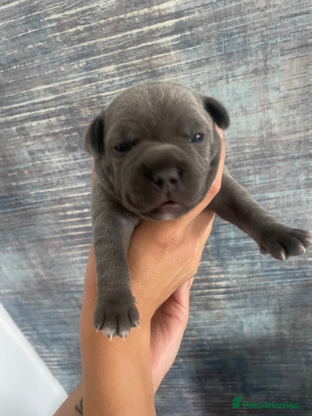 Staffordshire Bull Terrier dogs for sale: Blue Staffordshire bull terrier kc registered ❗️ - Image 25