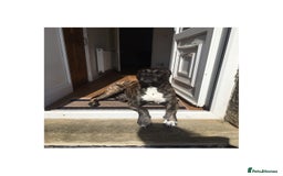 Mixed Breed dogs for sale: Bruno - Image 2
