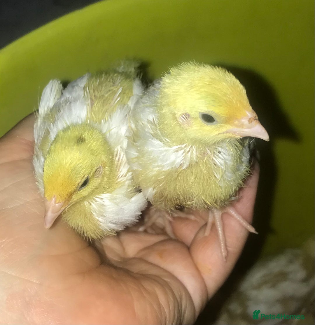 Quail poultry for sale: JUMBO QUAIL CHICKS & SEXED JUMBOS ! - Image 17