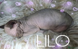 Sphynx cats for sale: 💙LITTLE BOY🩵Sphynx Kitten🩵TESTED 🐈  - Image 17