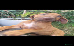 Rhodesian Ridgeback dogs for sale: KC reg chunky handsome pups - Image 6