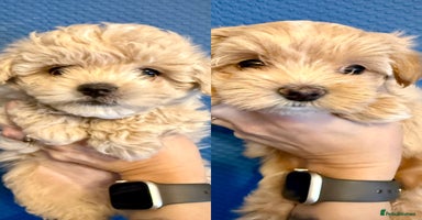 Maltipoo dogs ONLY One boy and one girl available‼️F1B Maltipoos - Advert 3