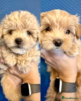 Maltipoo dogs ONLY One boy and one girl available‼️F1B Maltipoos - Advert 7