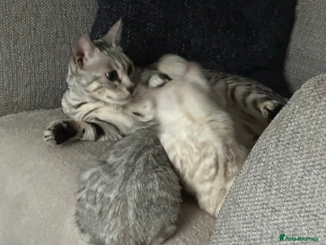 Bengal cats for sale: Beautiful soft silver girl TICA reg - Image 8
