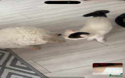 Domestic Shorthair cats for sale: Snow White sisters ❄️🥰 - Image 12
